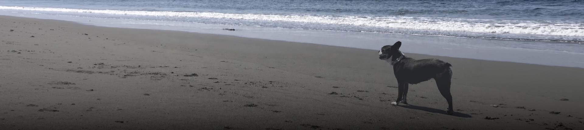 湘南の海辺に立つ看板犬Abby